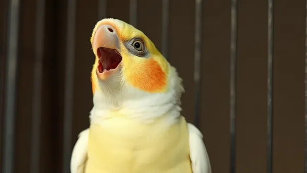 Calopsita cinza com topete amarelo e bochechas alaranjadas de bico aberto vocalizando em poleiro dentro de gaiola