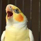 Calopsita cinza com topete amarelo e bochechas alaranjadas de bico aberto vocalizando em poleiro dentro de gaiola
