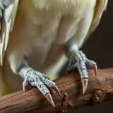 Pés e unhas de calopsita em close, agarrados a um poleiro, mostrando o comprimento e a curvatura natural das garras de psitacídeo