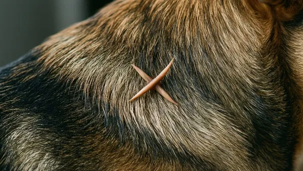 Carrapato fixado no pelo de um cachorro, close-up